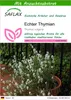 SAFLAX - Echter Thymian - Thymus vulgaris - 200 Samen - Mit Produktbild-Vorschau 1