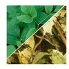 Herbs from Poland Gierschkraut, Natürlich entgiftend & Produktbild-Vorschau 2