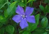 Stauden Gänge 100 x Vinca minor 'Blau' - Blaues Kleines / Produktbild-Vorschau 6