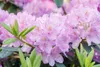 Rhododendron 'INKARHO', lila Dufthecke, 30–40 cm Produktbild-Vorschau 1