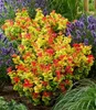 BALDUR Garten 2x Traubenheide Curly Gold®, Pflanzen im Produktbild-Vorschau 4
