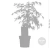 Bloomique - Acer Palmatum Dissectum - Japanischer Ahorn - Produktbild-Vorschau 3