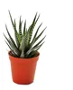 Haworthia fasciata - malá rostlina v květináči 5,5 cm Náhled obrázku produktu 1
