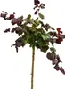 Noisetier coryline Corylus avellana " Red Majestic" haute Voir les images du produit 2