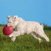 Dog Disc, Naturgummi ø 22 cm orange Podgląd zdjęcia produktu 10