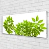 Acrylglasbilder 125x50 Wandbild Druck Zweige Blätter Produktbild-Vorschau 2