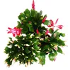 Vánoční kaktus - Schlumbergera - sada 3 rostlin Náhled obrázku produktu 2