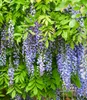 A close-up view of cascading purple wisteria flowers and green leaves. Produktbild-Vorschau