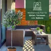 Meine Orangerie Olivenbaum Mezzo - echter Olivenbaum - 80 Produktbild-Vorschau 5