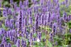 Agastache rugosa 'Black Adder', Duftnessel, violett, ca. Produktbild-Vorschau 11