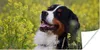 MuchoWow® Poster Ein Berner Sennenhund zwischen gelben Produktbild-Vorschau 1