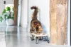 Designed by Lotte Linga - Dinerset Katze - Holz/Metall - Produktbild-Vorschau 8