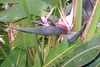 SAFLAX - Bird Of Paradise (Nicolai) - 5 Nasiona - Podgląd zdjęcia produktu 7