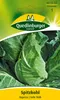 Spitzkohl, Express (Erstling) Produktbild-Vorschau 3