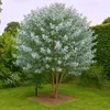 Semena Eucalyptus Gunnii - balení 10 ks - Exotická semena - Náhled obrázku produktu 3