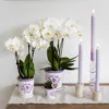 Kolibri Orchids weiße Phalaenopsis-Orchidee Amabilis Produktbild-Vorschau 12