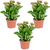 Bloomique - Lot de 3 - Kalanchoé - Fleurs roses - Plante Voir les images du produit 1
