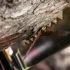 TOOLCREST Klappbarer Sägebock | Verzinkter Stahl | Produktbild-Vorschau 11