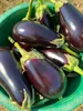 Aubergine Samen Schwarze Schönheit Lila Birne Der Liebe 1G Produktbild-Vorschau 15