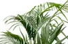 Palma Kentia (Howea forsteriana), výška 180cm, prumer 24cm, Náhled obrázku produktu 5
