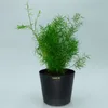 Kunststoff Blumentopf Florenz schwarz Ø 28,0 cm Höhe 24,5 Produktbild-Vorschau 2