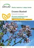 SAFLAX - Drzewo Bluebell - 200 Nasiona - Paulownia Podgląd zdjęcia produktu 1