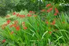 Crocosmia x crocosmiiflora 'Lucifer', Montbretie, leuchtend Podgląd zdjęcia produktu 1