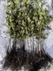 Rotbuche Fagus sylvatica 40-60 cm wurzelnackt Buchenhecke Produktbild-Vorschau 1