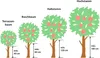 Třešeň žlutá chrupkaFloraSelfPrunus avium 'Dönissenova' Náhled obrázku produktu 4