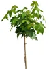 Amberbaum Liquidambar Styraciflua - Gumball - Hochstamm 80 Produktbild-Vorschau 1