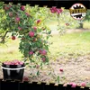 Eimer mit Deckel 10 L | Vorratseimer | Lebensmittelecht Produktbild-Vorschau 7