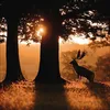 Korsch Kalender 2027 Magische Wälder mit großem Bild und Produktbild-Vorschau 13
