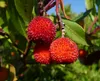 SAFLAX - Erdbeerbaum - 50 Samen - Arbutus unedo Produktbild-Vorschau 7