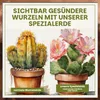 Green Home Kakteen & Sukkulenten Erde 72L mit Perlit. Produktbild-Vorschau 6