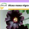 SAFLAX - Malwa czarna - 100 Nasiona - Alcea rosea nigra Podgląd zdjęcia produktu 4