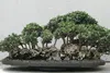 SAFLAX - Ölbaum - Olea europea - 20 Samen Produktbild-Vorschau 5