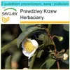 SAFLAX - Zestaw prezentowy - Prawdziwy Krzew Herbaciany - 6 Podgląd zdjęcia produktu 7