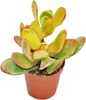 Crassula portulacea "Sunset" - duza roslina w doniczce 12 Podgląd zdjęcia produktu 1