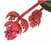 Dehner Medinille Flamenco, rosa-rote Blüten, ca. 45-55 cm, Produktbild-Vorschau 3