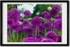 Bild 60x40 MDF-Rahmen, Wandkunst Blumen Knoblauch Produktbild-Vorschau 1