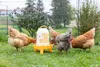 Kerbl Kunststofftränke (für Hühner, Fassungsvermögen 5 L, Produktbild-Vorschau 4
