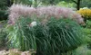 Stauden Gänge 1 x Miscanthus sinensis 'Rotsilber' im 1 Topf Produktbild-Vorschau 4
