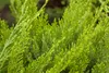 Juniperus pfitzeriana 'Mint Julep', Wacholder, grün, 15–20 Produktbild-Vorschau 5