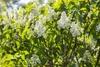 Syringa vulgaris 'Mme Lemoine', Flieder, weiß, 40–60 cm Produktbild-Vorschau 6
