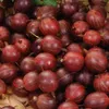 Hinnonmaki Rod all'uva spina rossa 2L Anteprima dell’immagine prodotto 1