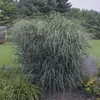 Stauden Gänge 1 x Panicum virgatum 'Blue Fountain' im 1 Produktbild-Vorschau 5