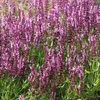 6 x Sauge de Frise orientale  - Salvia nemorosa « Rose Voir les images du produit 2