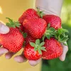 GreenboutiQ - Obstpflanzen - Erdbeere - Fragaria Maxim - Produktbild-Vorschau 6