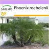 SAFLAX - Trpaslík - datlová palma - Phoenix roebelenii - 25 Náhled obrázku produktu 10