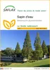SAFLAX  - Sapin d'eau - 60 graines - Metasequoia Voir les images du produit 1